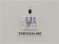 藏品(梵文菌瓢蟲)的圖片